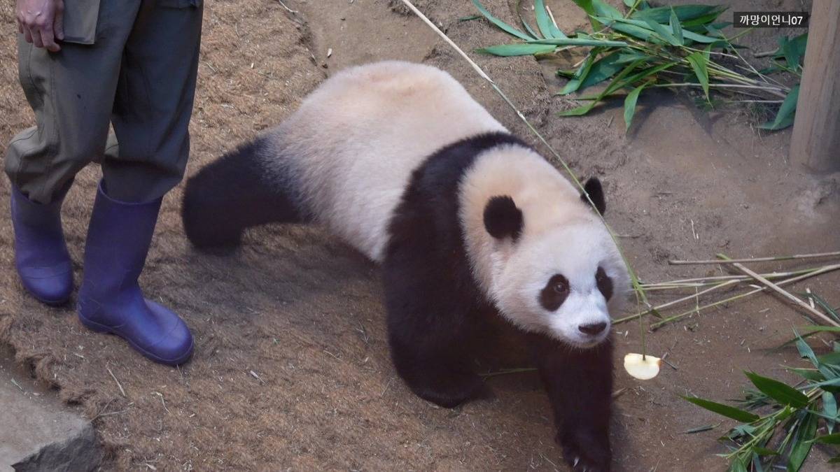 송바오 사과에 낚인 후이바오 🐼 | 인스티즈