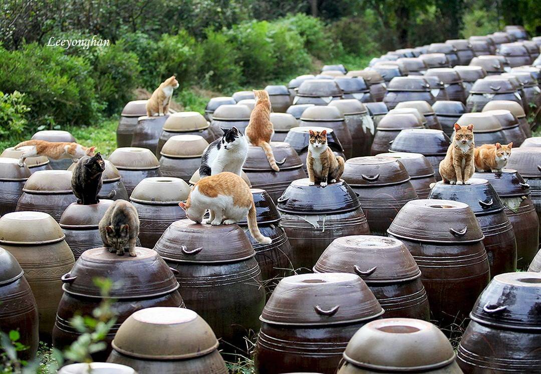 오늘은 한국 고양이의 날 🐱🐈🐈‍⬛ | 인스티즈