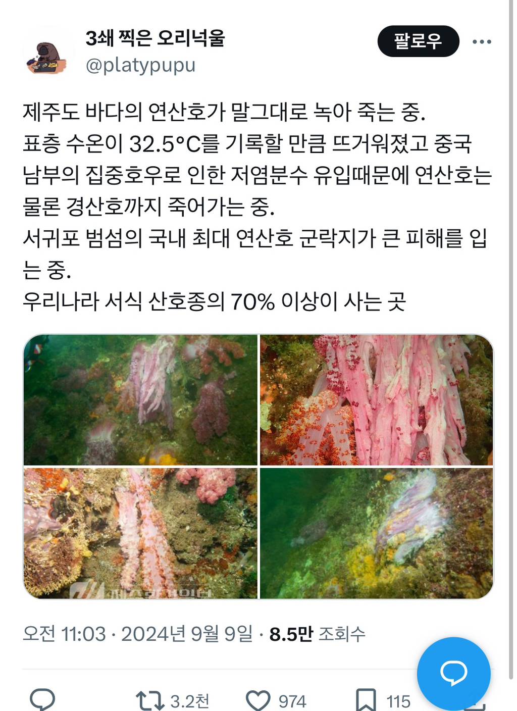 제주도 바다의 연산호가 녹아 죽는 중 | 인스티즈