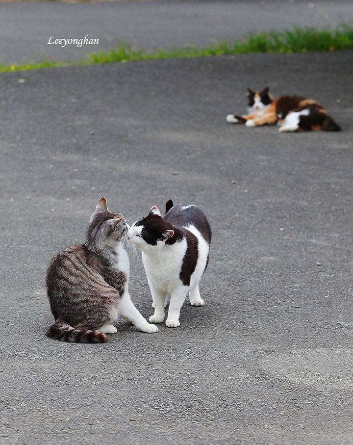 오늘은 한국 고양이의 날 🐱🐈🐈‍⬛ | 인스티즈