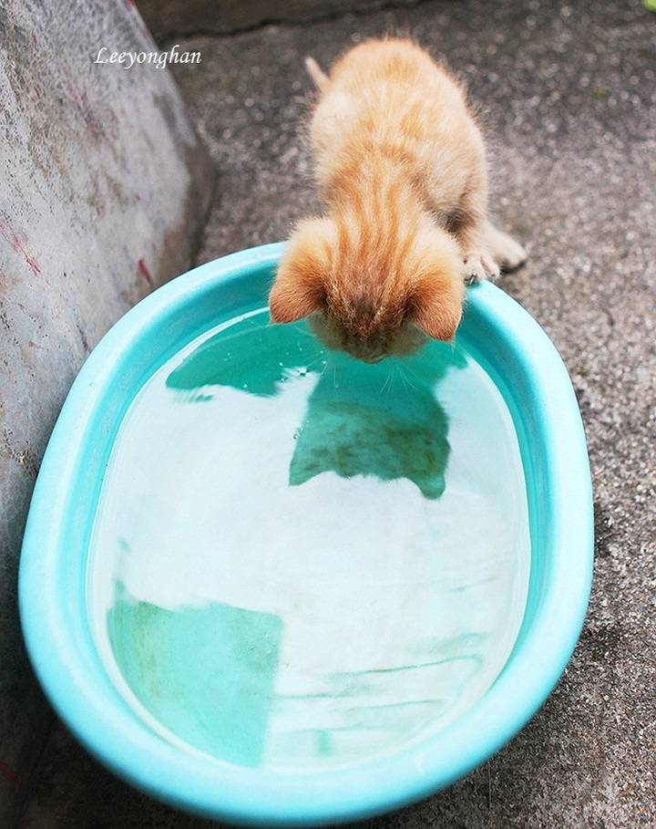 오늘은 한국 고양이의 날 🐱🐈🐈‍⬛ | 인스티즈