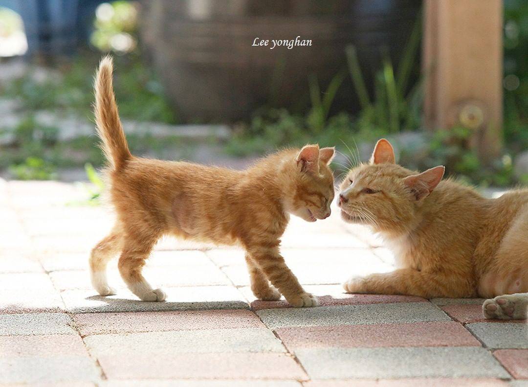 오늘은 한국 고양이의 날 🐱🐈🐈‍⬛ | 인스티즈