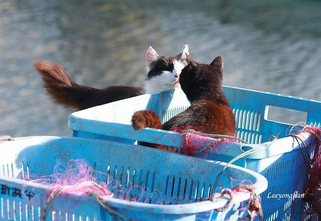 오늘은 한국 고양이의 날 🐱🐈🐈‍⬛ | 인스티즈