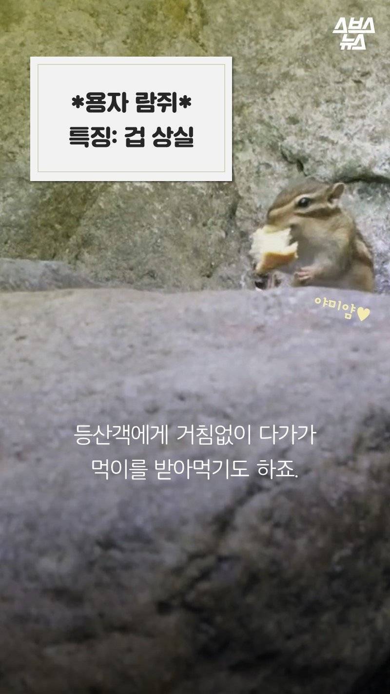 다람쥐가 '먹이 집착'이 심한 이유.jpg | 인스티즈