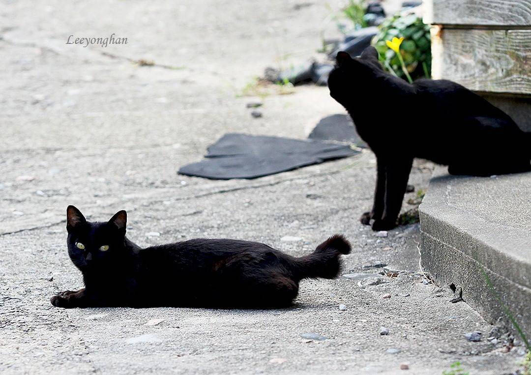 오늘은 한국 고양이의 날 🐱🐈🐈‍⬛ | 인스티즈