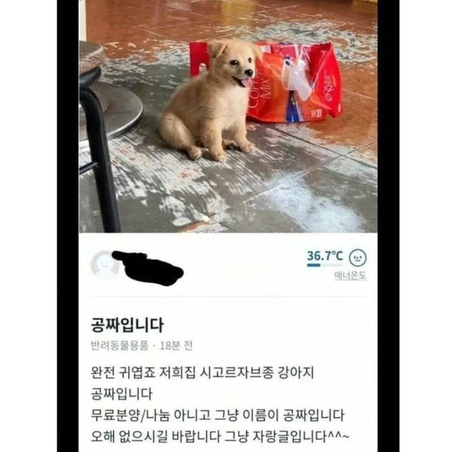 당근마켓에 올라온 공짜 강아지 | 인스티즈