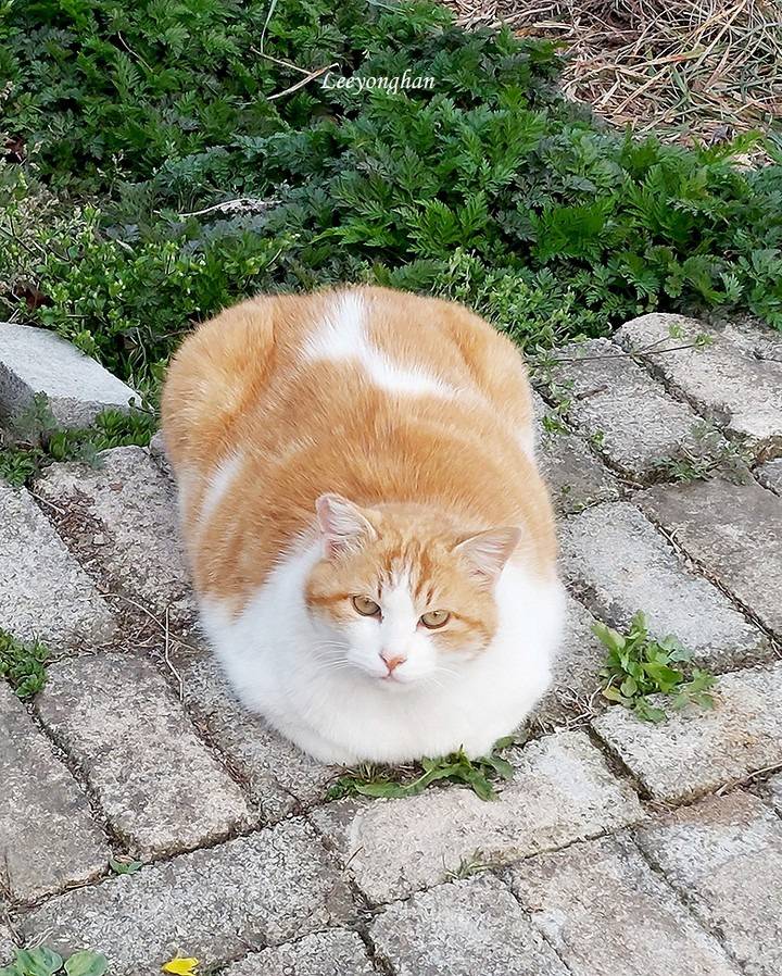 오늘은 한국 고양이의 날 🐱🐈🐈‍⬛ | 인스티즈