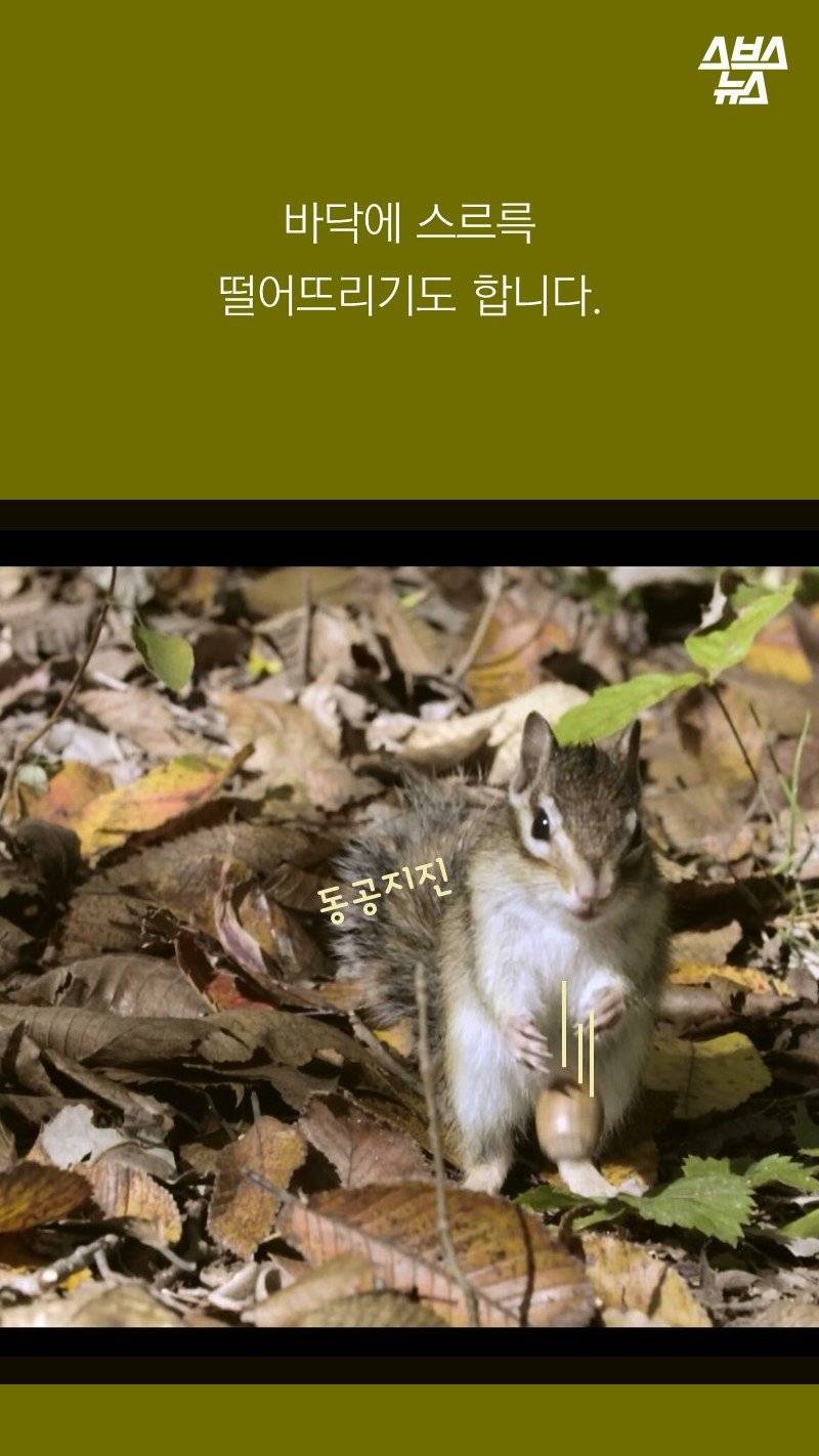 다람쥐가 '먹이 집착'이 심한 이유.jpg | 인스티즈