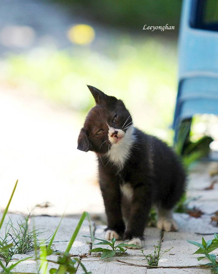 오늘은 한국 고양이의 날 🐱🐈🐈‍⬛ | 인스티즈