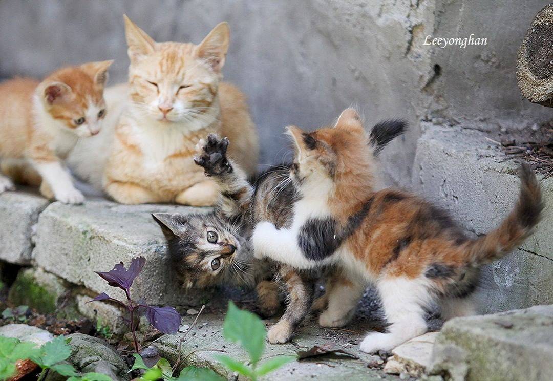 오늘은 한국 고양이의 날 🐱🐈🐈‍⬛ | 인스티즈