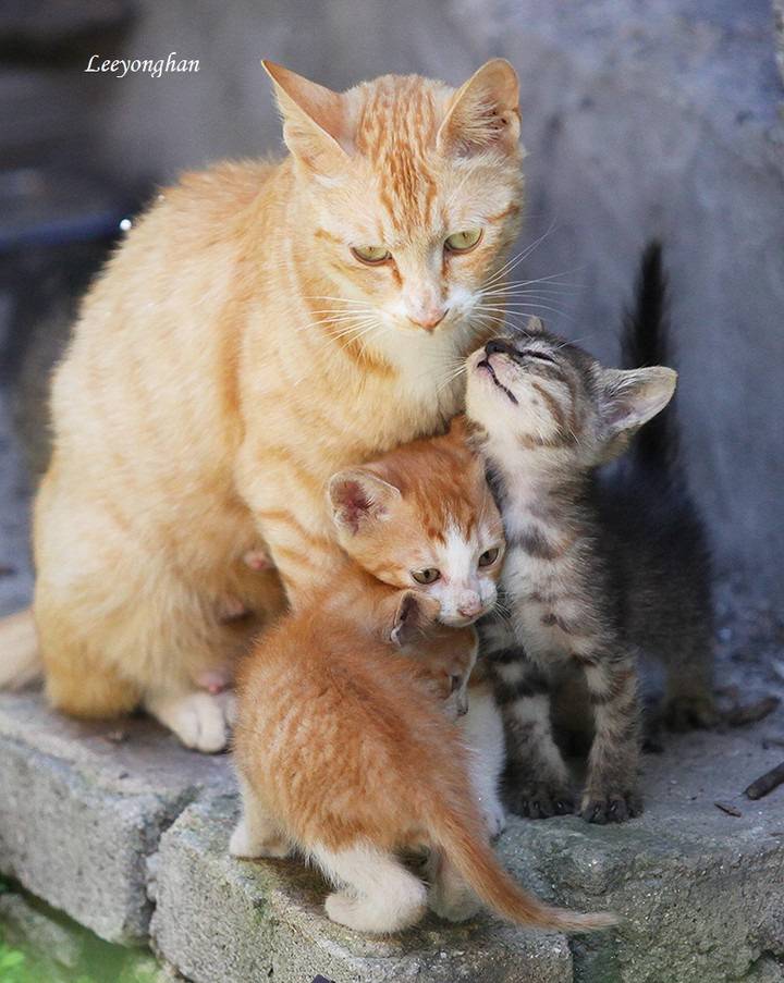 오늘은 한국 고양이의 날 🐱🐈🐈‍⬛ | 인스티즈