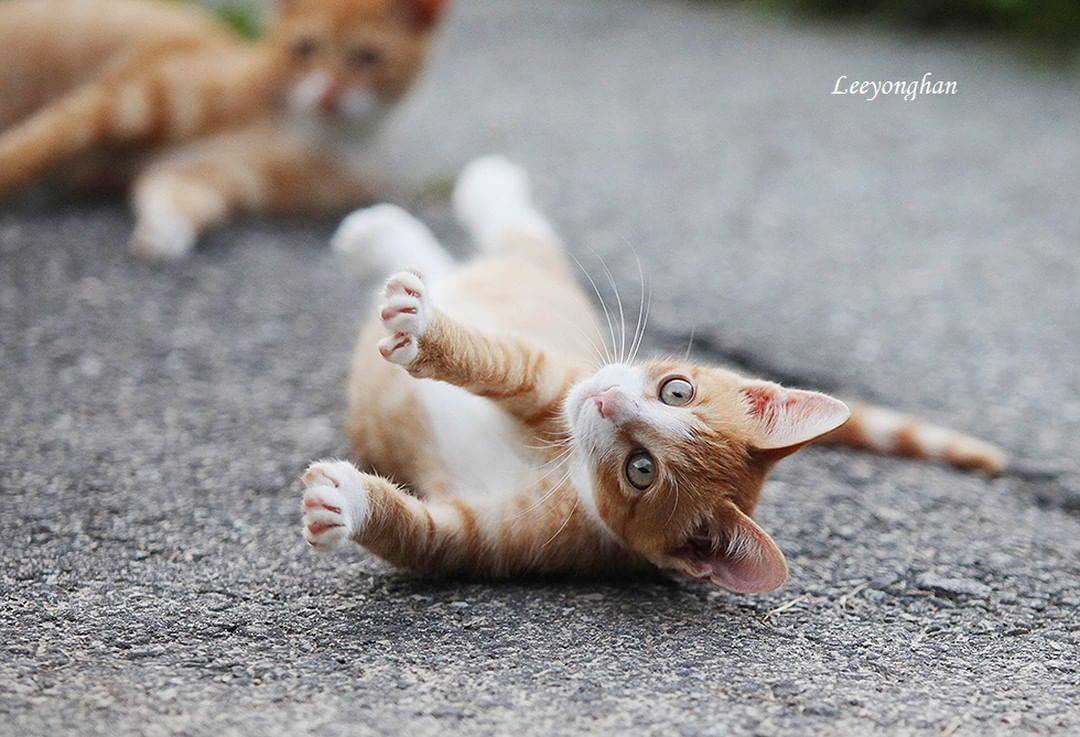 오늘은 한국 고양이의 날 🐱🐈🐈‍⬛ | 인스티즈