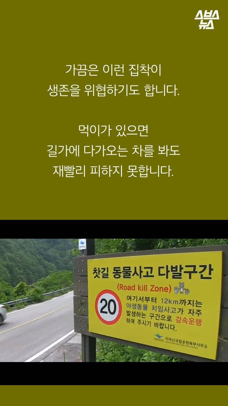 다람쥐가 '먹이 집착'이 심한 이유.jpg | 인스티즈
