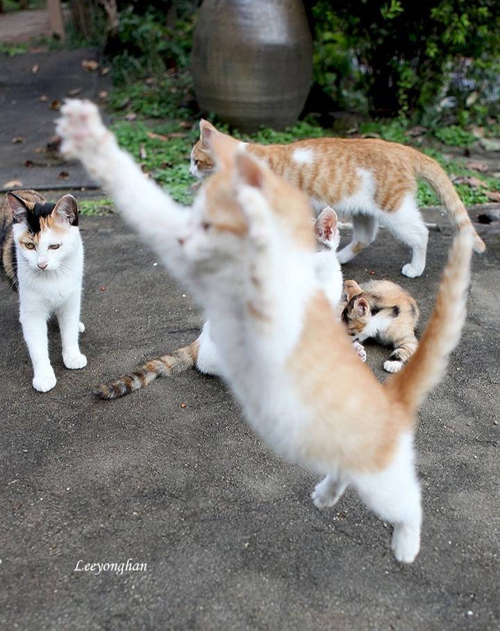 오늘은 한국 고양이의 날 🐱🐈🐈‍⬛ | 인스티즈