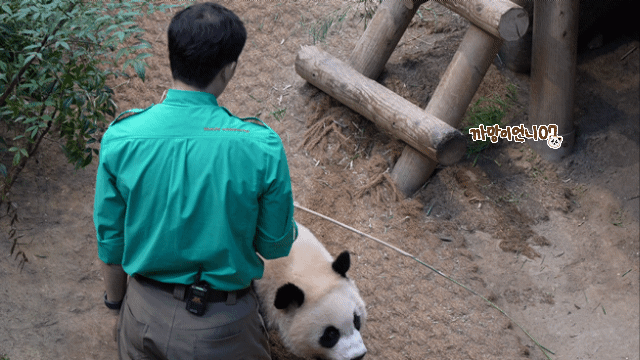 송바오 사과에 낚인 후이바오 🐼 | 인스티즈