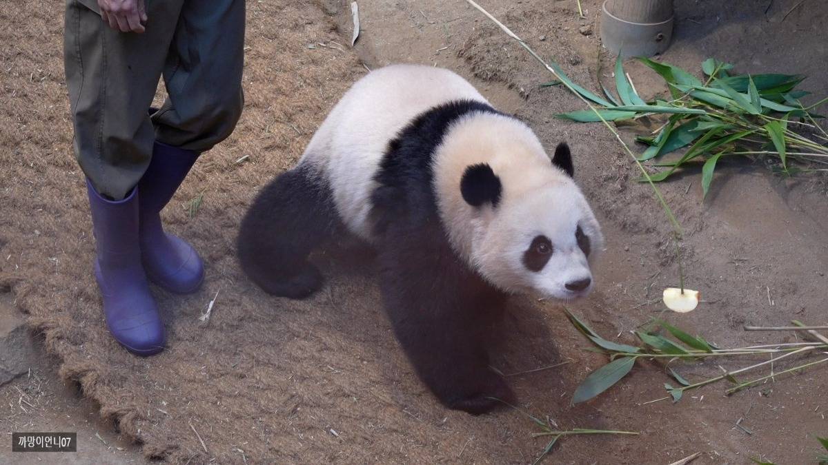 송바오 사과에 낚인 후이바오 🐼 | 인스티즈