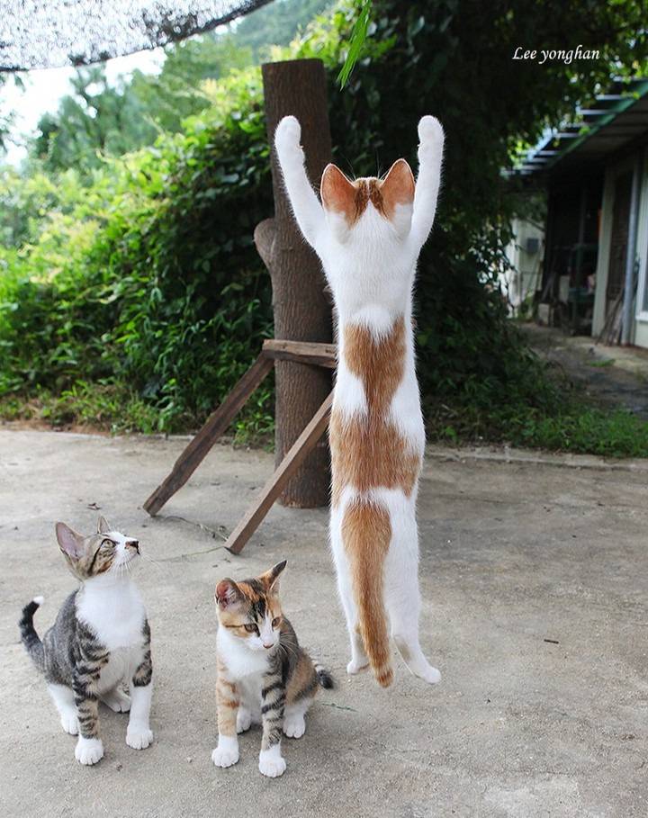 오늘은 한국 고양이의 날 🐱🐈🐈‍⬛ | 인스티즈