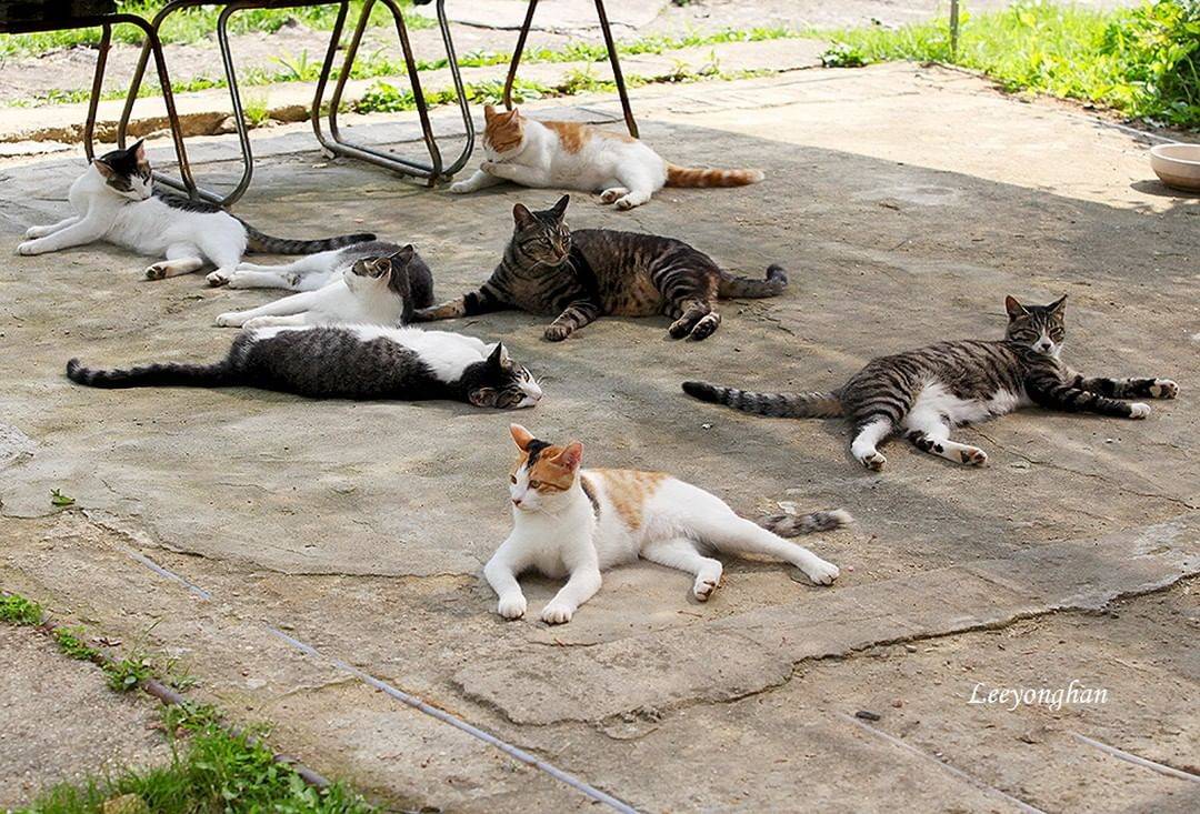 오늘은 한국 고양이의 날 🐱🐈🐈‍⬛ | 인스티즈