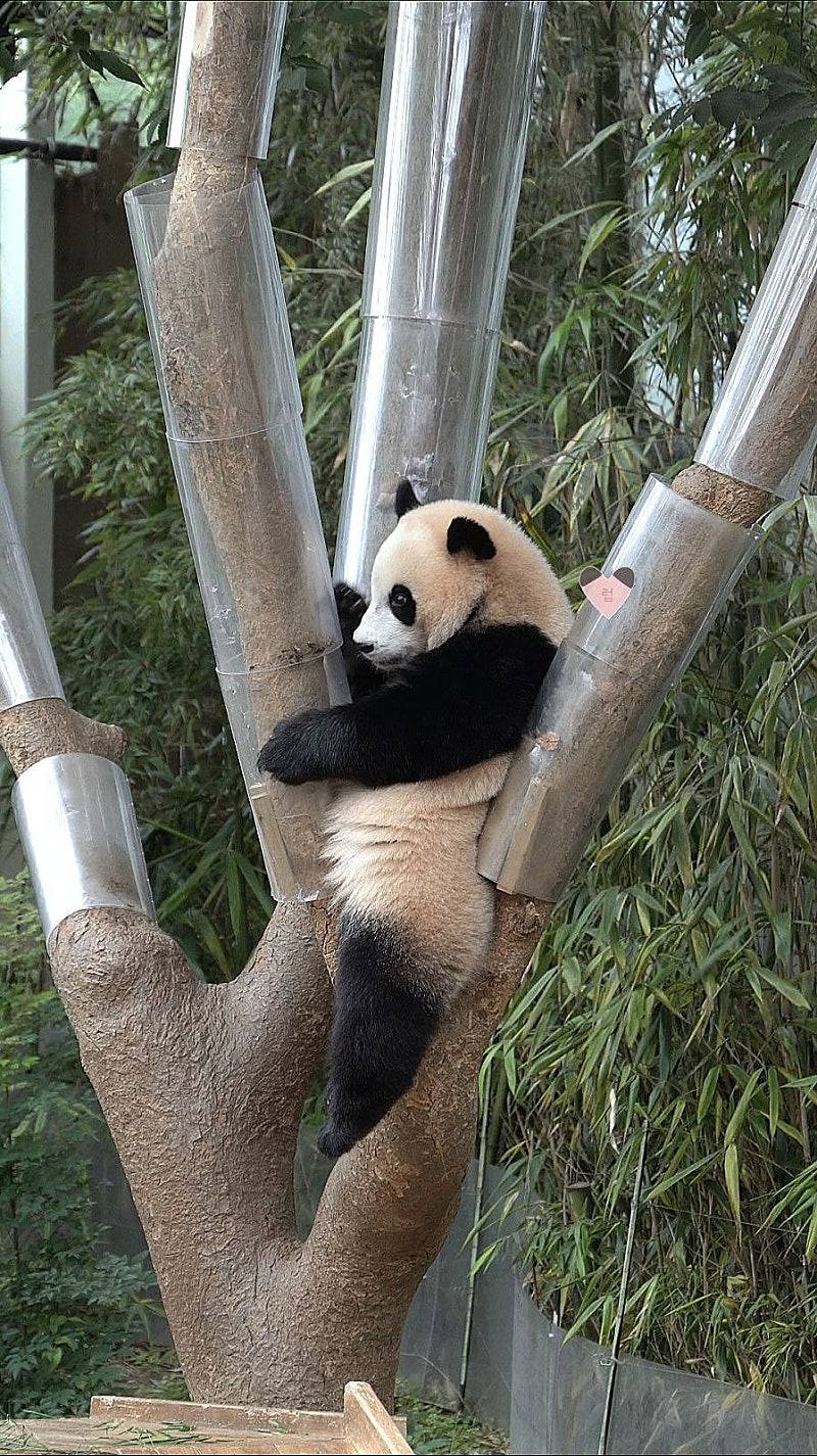 송바오 사과에 낚인 후이바오 🐼 | 인스티즈