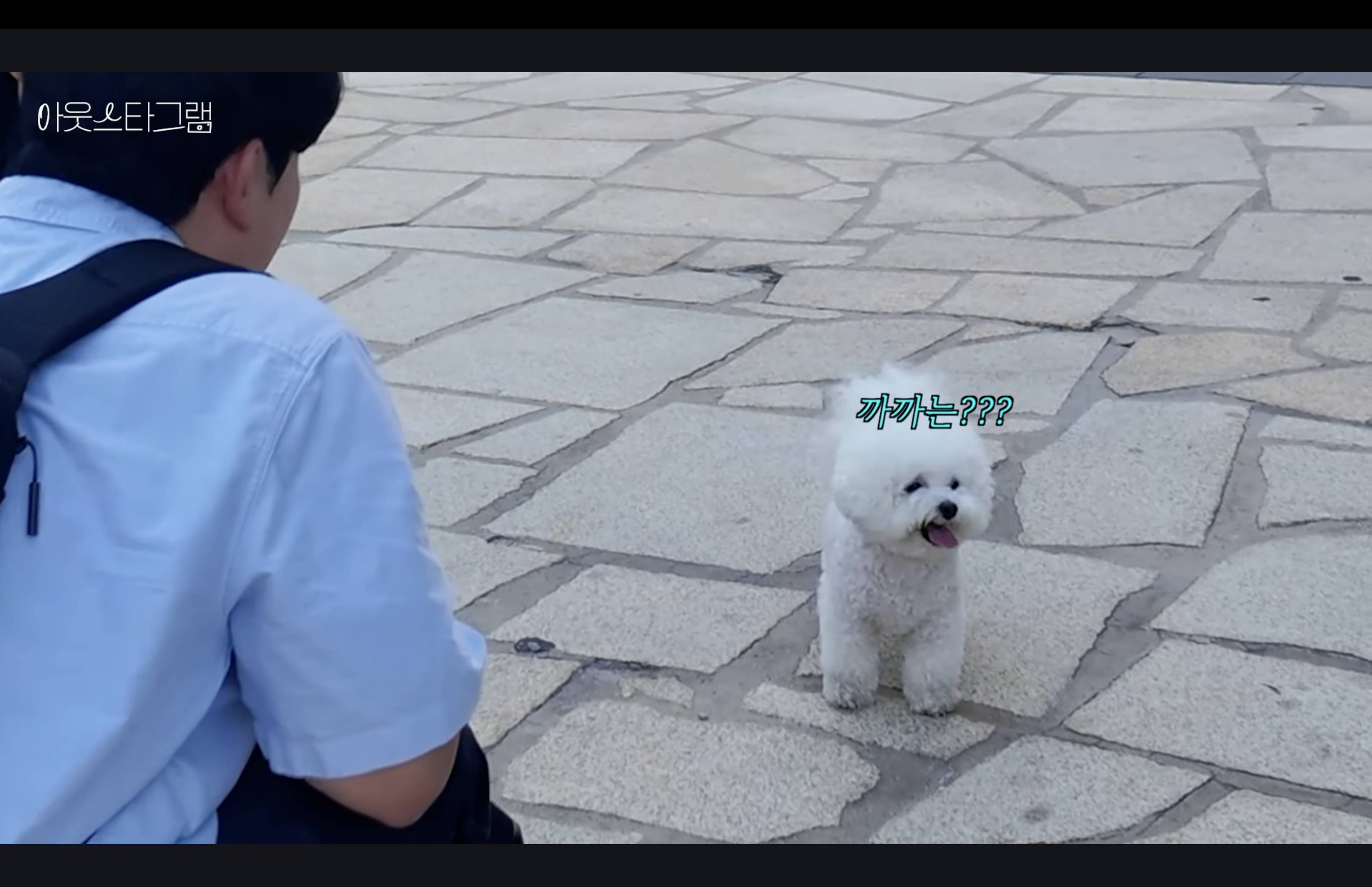 강아지 스냅사진 무료로 찍어주는 사람 | 인스티즈