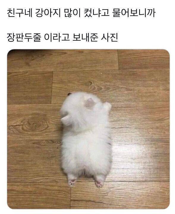 친구네 강아지 많이 컸냐고 물어보니까.jpg | 인스티즈