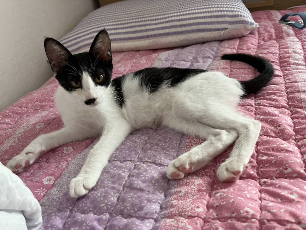 [입양홍보] 똥꼬발랄 캣초딩 오레오의 가족이 되어주세요🐈 | 인스티즈