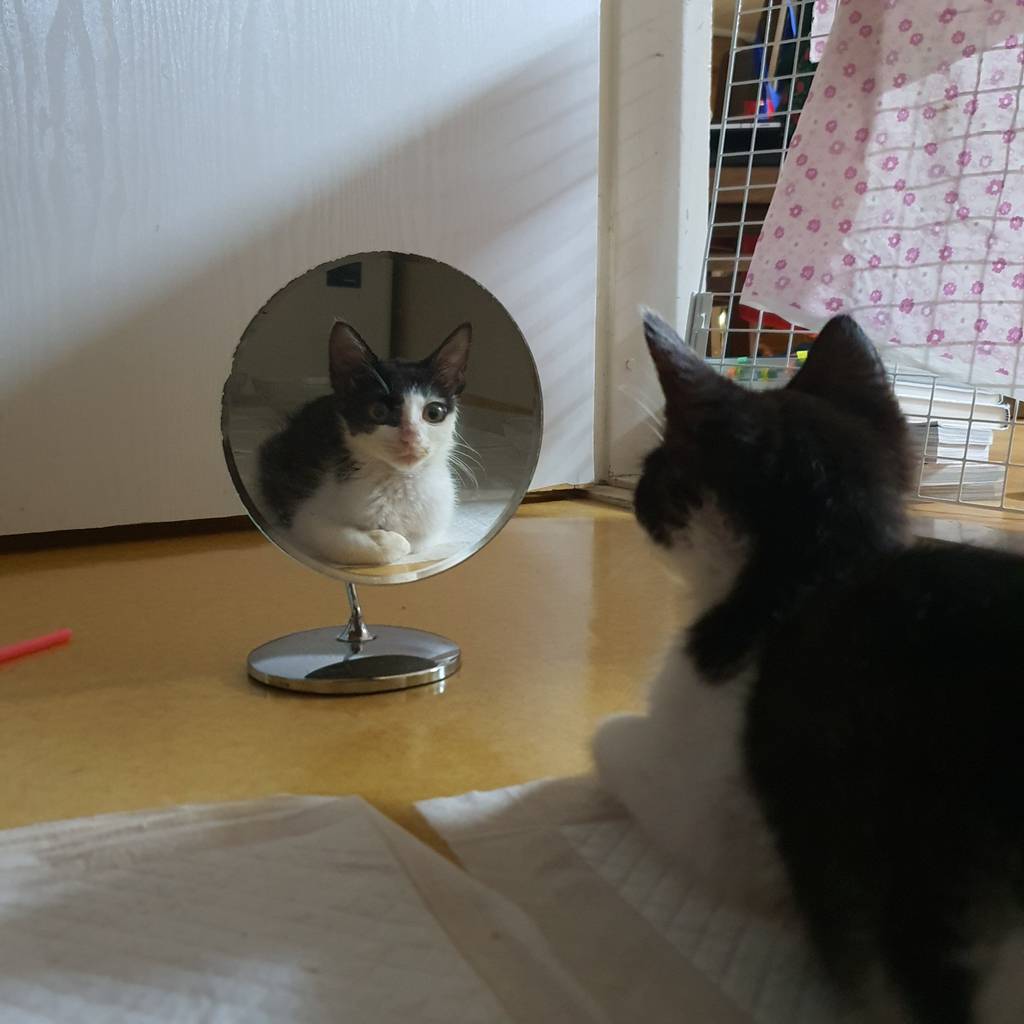 [입양홍보] 튼튼고영이 3개월령 '무만이' 입양 준비 갈 완료🐱 | 인스티즈