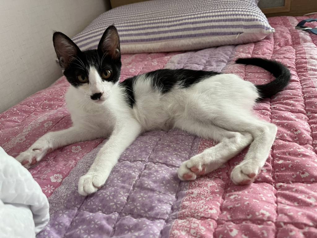 [입양홍보] 똥꼬발랄 캣초딩 오레오의 가족이 되어주세요🐈 | 인스티즈