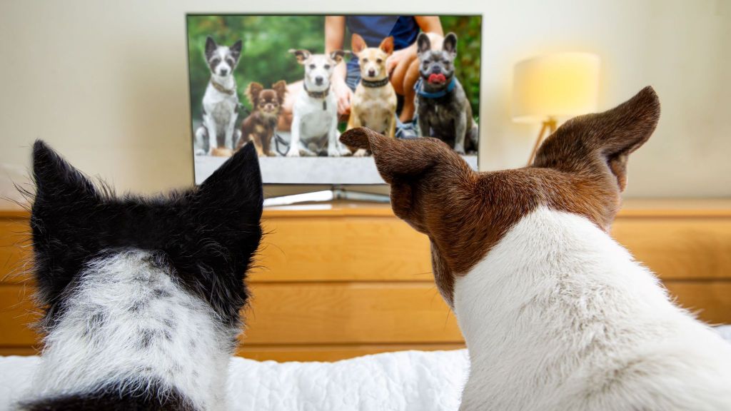 최근 '강아지들도 tv를 즐겨본다'는 연구결과가 나옴 🐶📺 | 인스티즈