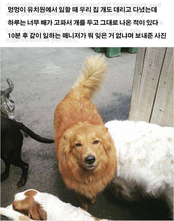 멍멍이 유치원에 멍멍이를 두고 왔더니.. | 인스티즈