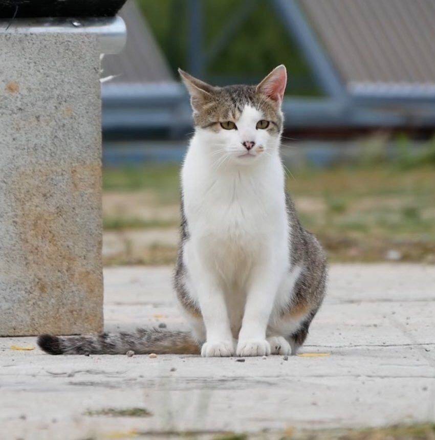유튜버 haha ha네 고양이 무 얼핏 닮은 것 같은 여배우...jpg | 인스티즈