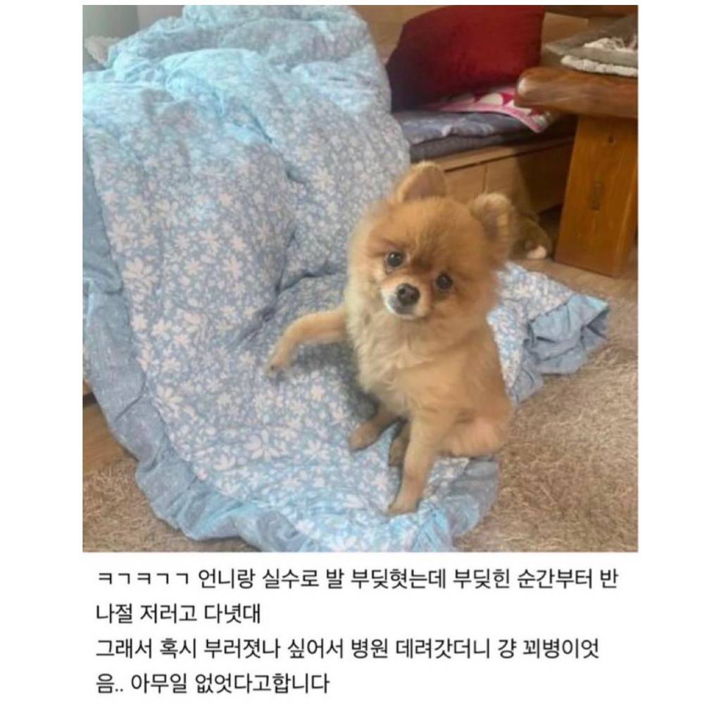 엄살 심한 강아지.jpg | 인스티즈