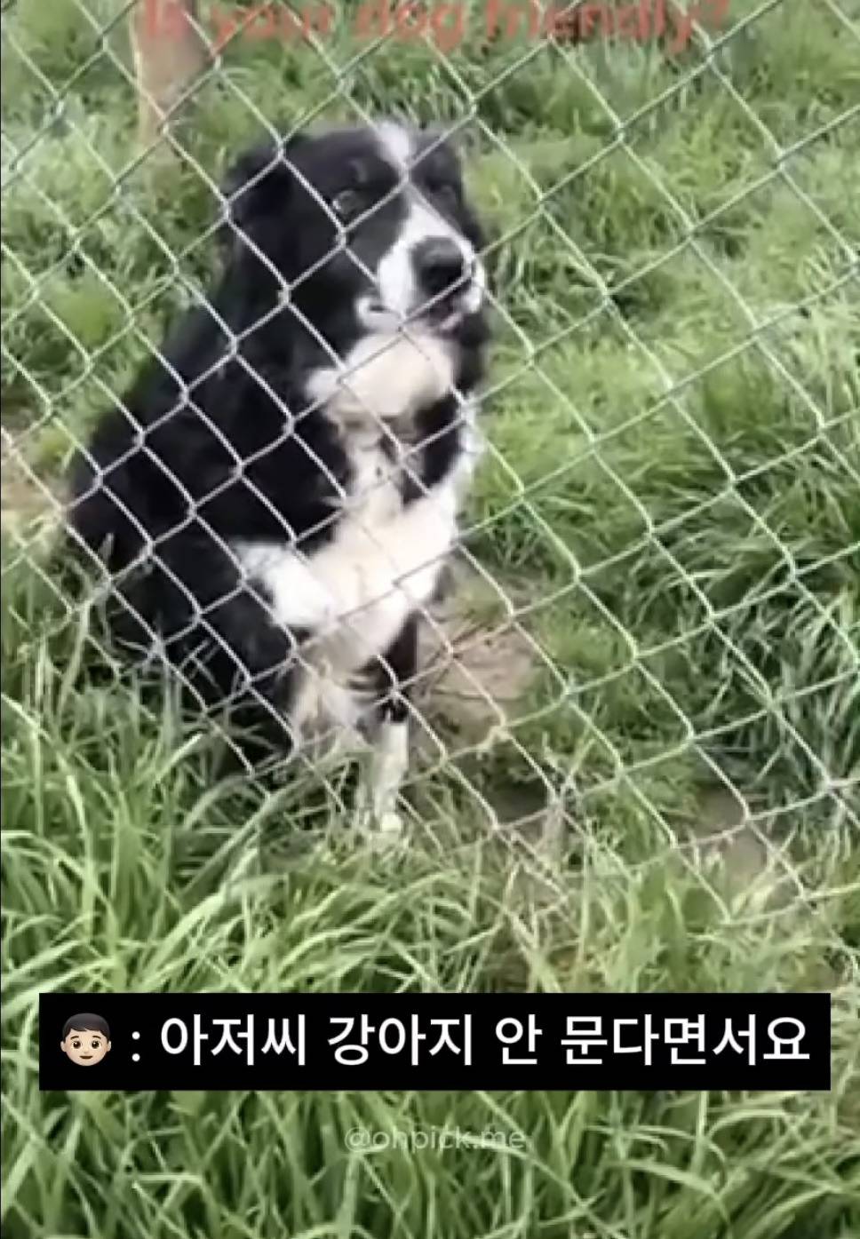 ?? : 아저씨네 강아지 안 물어요? | 인스티즈