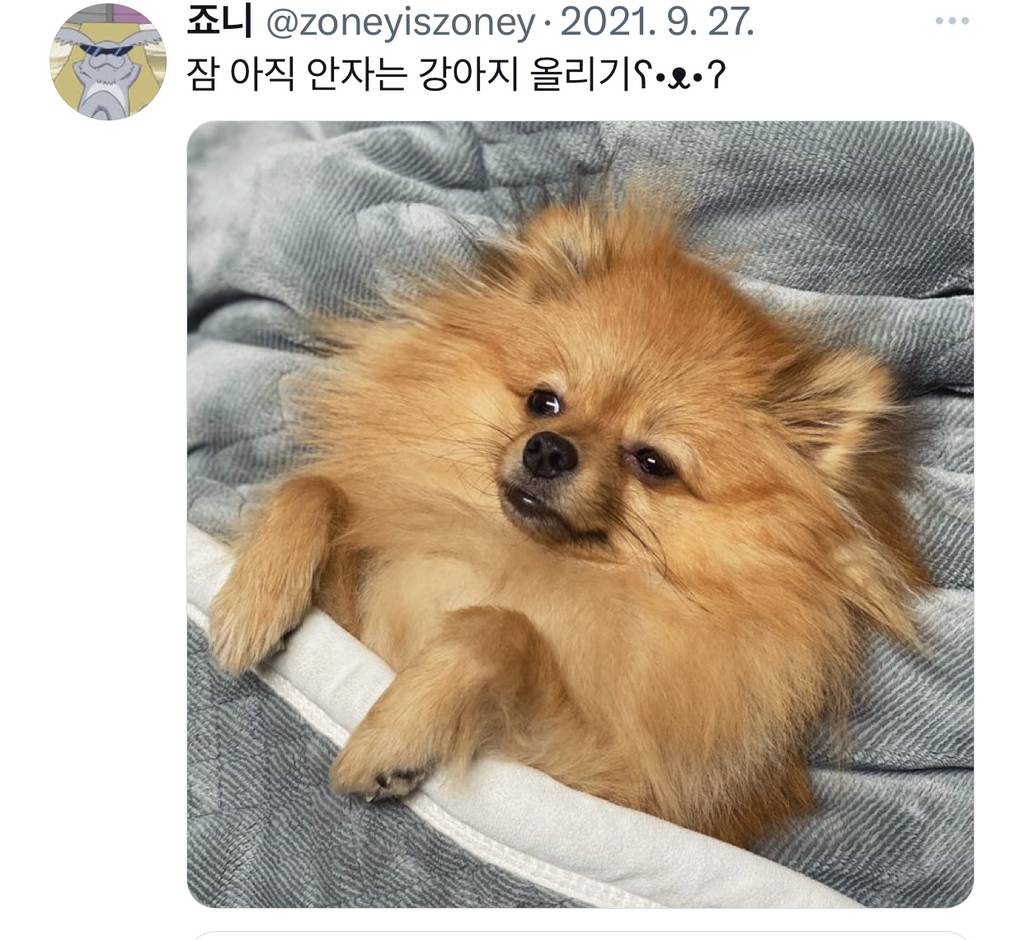 잠자는 강아지 대회 | 인스티즈
