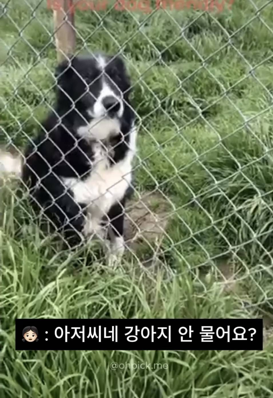 ?? : 아저씨네 강아지 안 물어요? | 인스티즈