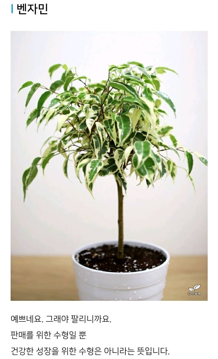 꽃집이나 시장에서 사온 화분 건강하게 오래 키우기 (feat.식물 드루이드님 블로그) | 인스티즈