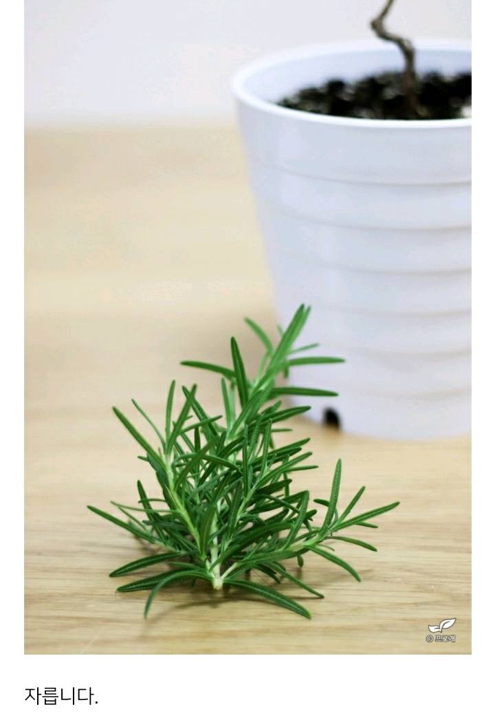 꽃집이나 시장에서 사온 화분 건강하게 오래 키우기 (feat.식물 드루이드님 블로그) | 인스티즈