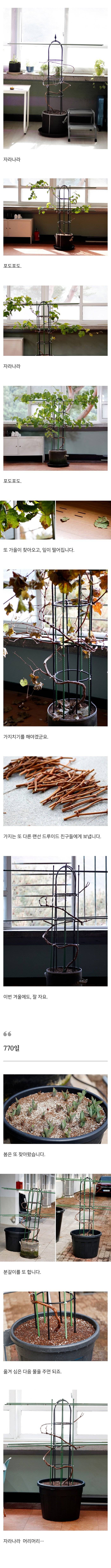 샤인머스캣 포도를 집에서 직접 키운 드루이드 .jpg | 인스티즈