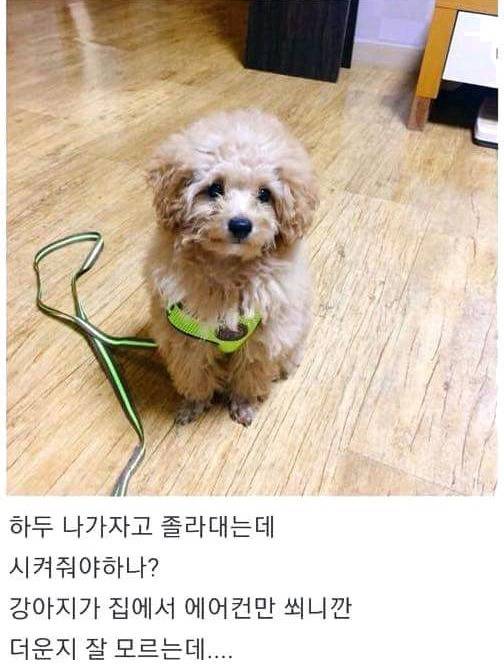 폭염에 산책나가자고한 댕댕이의 최후 | 인스티즈