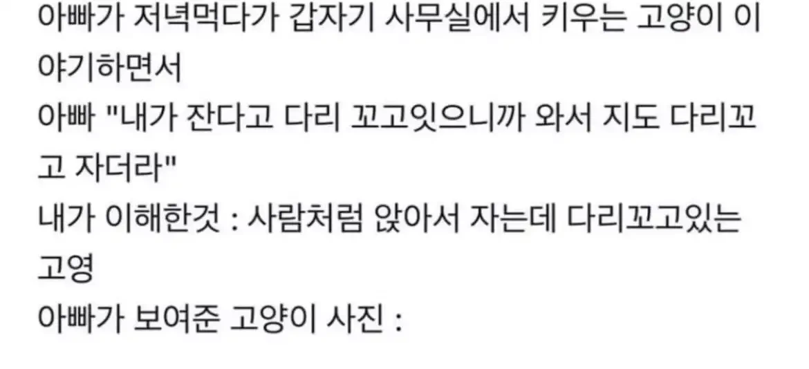 ??? : 우리 사무실 고양이 다리꼬고 잔다 | 인스티즈