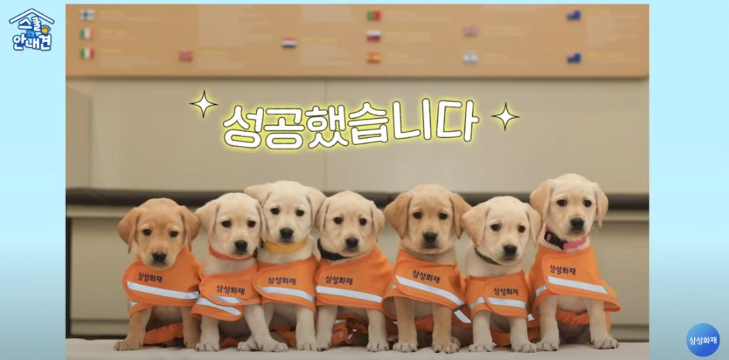 안내견 후보생들의 사진 찍기 | 인스티즈