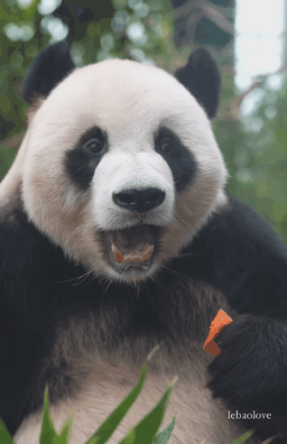 오늘자 팬미팅하는 러바오🐼1