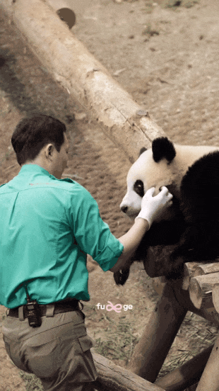 오랜만에 하부지한테 안겨서 퇴근하는 루이바오🐼(feat.송시질) | 인스티즈