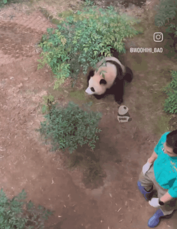 죨귀탱 후이바오🐼가 툥바오 놀래키는 과정ㅋㅋㅋ.gif | 인스티즈