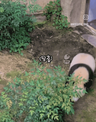죨귀탱 후이바오🐼가 툥바오 놀래키는 과정ㅋㅋㅋ.gif | 인스티즈