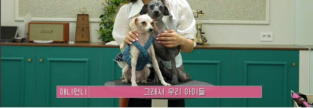 산속 구조된 누더기푸들의 충격적인 미용 과정 | 인스티즈