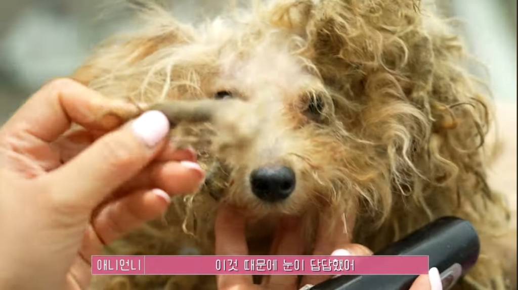 산속 구조된 누더기푸들의 충격적인 미용 과정 | 인스티즈