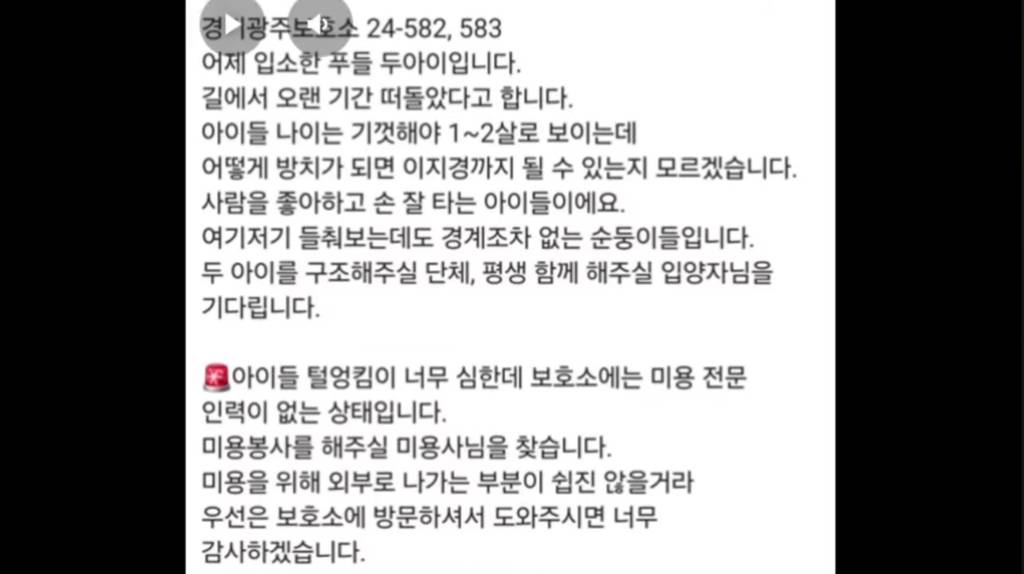 산속 구조된 누더기푸들의 충격적인 미용 과정 | 인스티즈