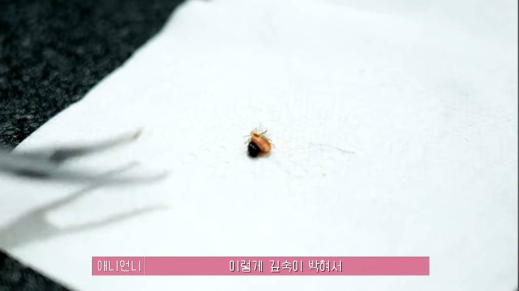 산속 구조된 누더기푸들의 충격적인 미용 과정 | 인스티즈