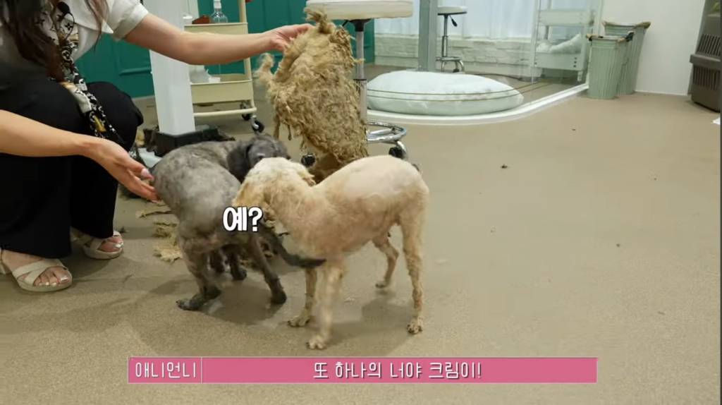 산속 구조된 누더기푸들의 충격적인 미용 과정 | 인스티즈